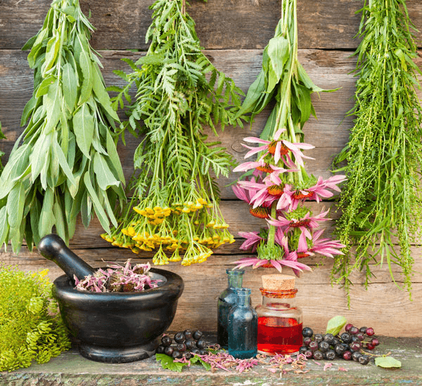 Why Botanical Suppliers Matter for Nutraceutical Success
