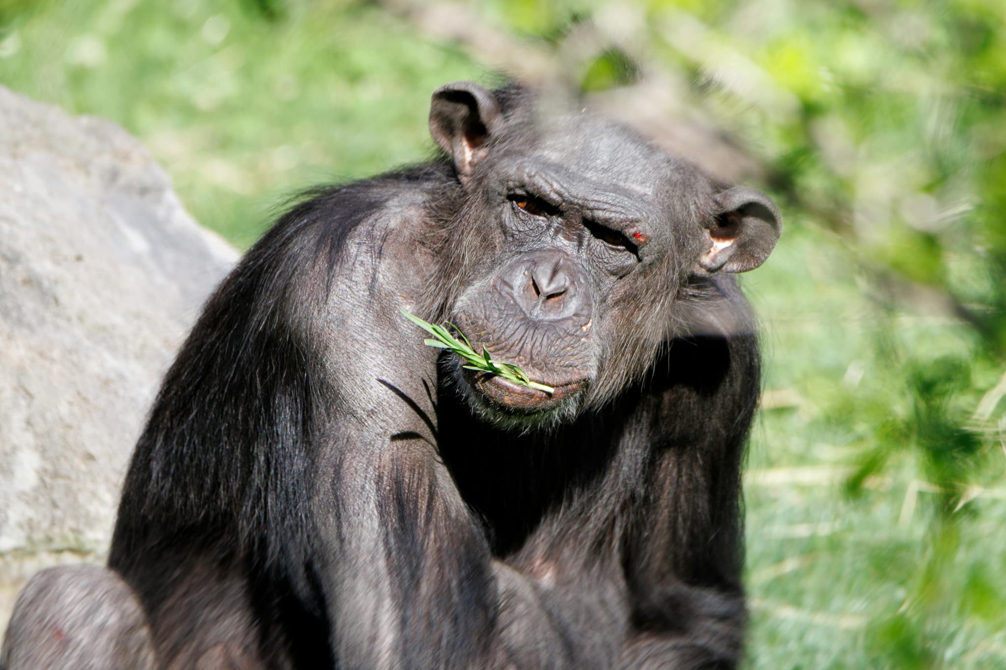 Chimpanzee Trekking Tours: Where Adventure Meets Conservation