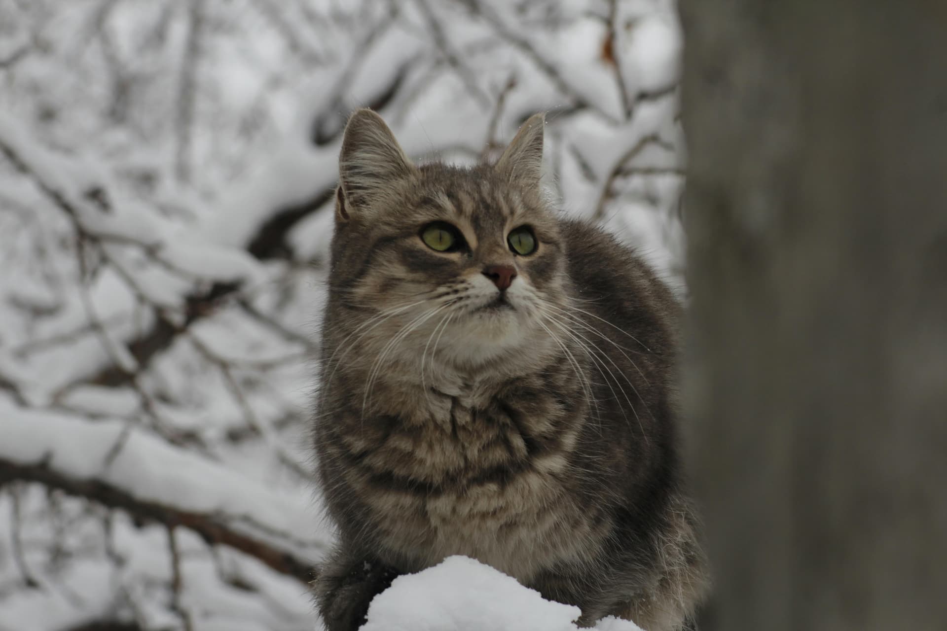Maine Coon Cats for Sale Near Me – Beautiful Cats Ready for Adoption