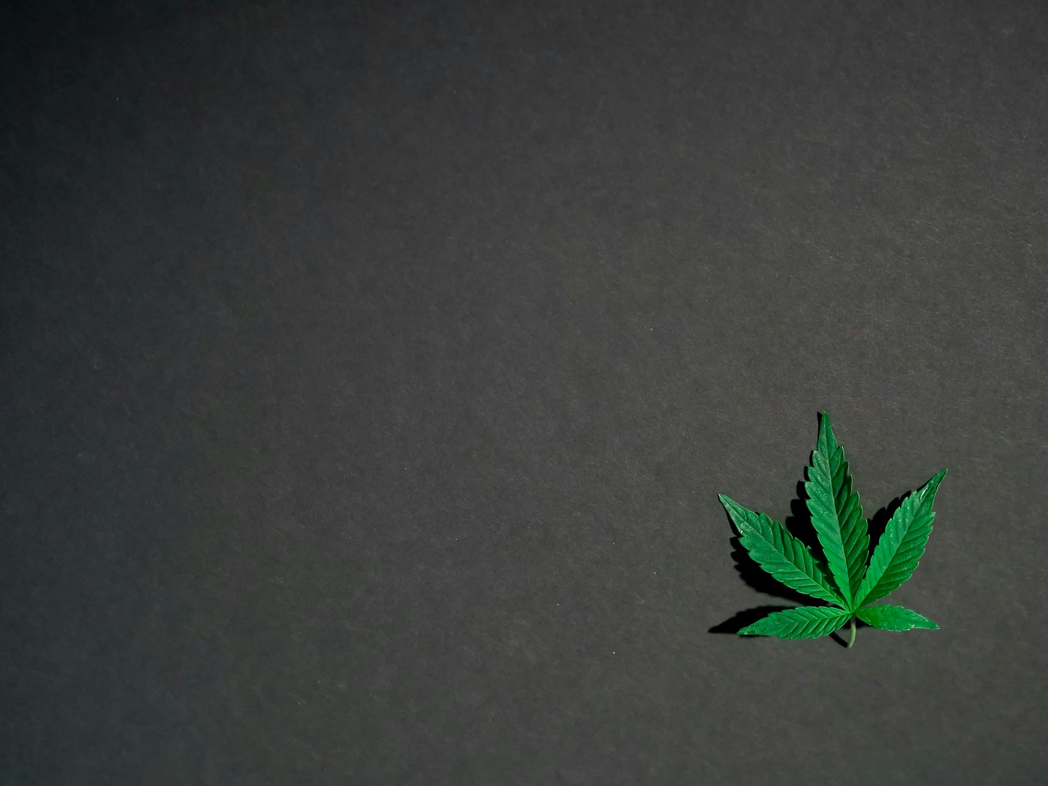HOW CANNABIS RESEARCH CONTINUES TO IMPACT FOOD INNOVATION