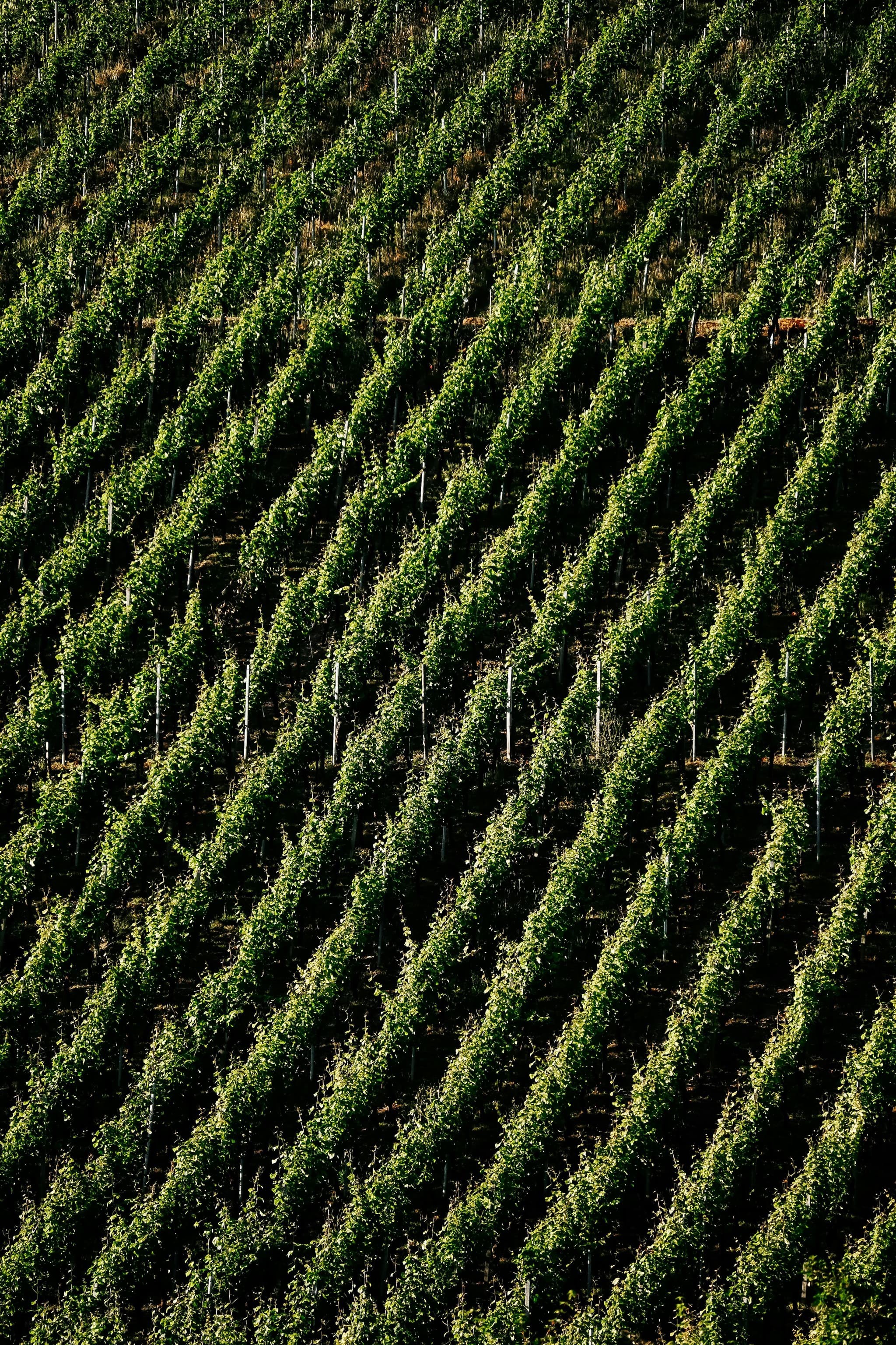 Planning a Perfect Weekend Getaway in Clarksburg CA