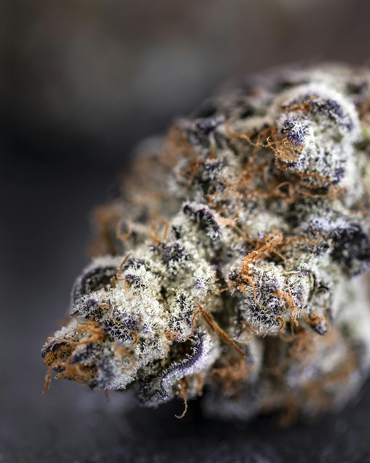 Buy Top-Tier Cannabis Online at Bud Cargo – Order the donkey butter strain Today