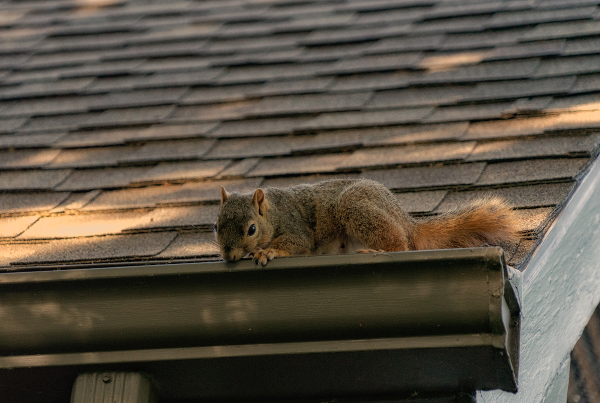 Same-Day Squirrel Removal Services Available