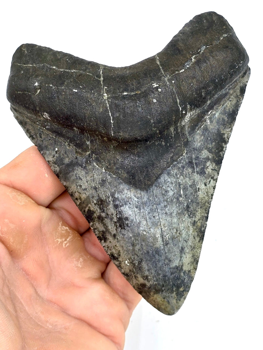 CARING FOR YOUR AUTHENTIC MEGALODON TEETH COLLECTION