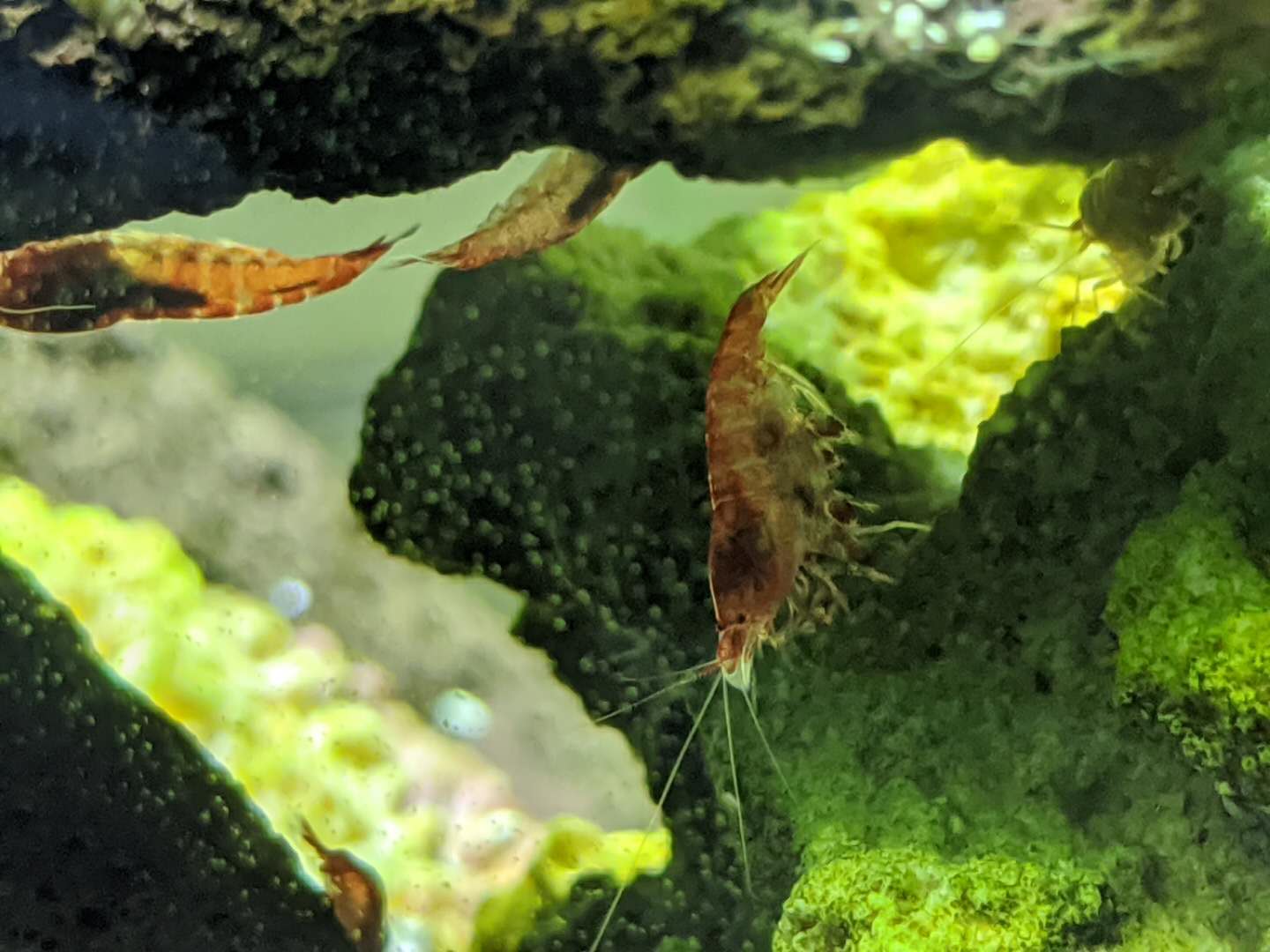 Opae Ula for Sale With Complete Ecosystem Setup Support at Holi Skrimps