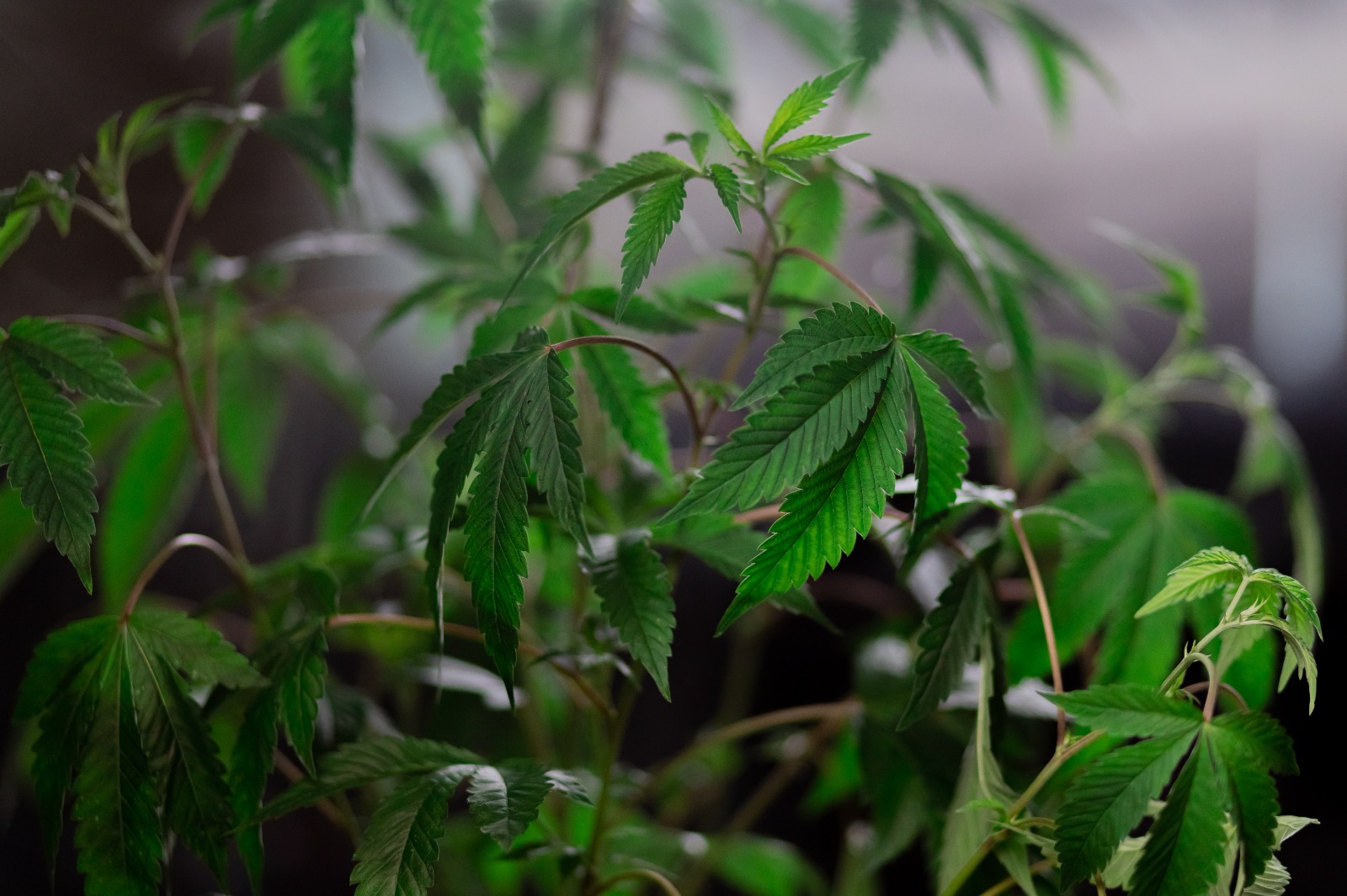 Weed Madrid | Premium Cannabis Support from Clubs Cannabis Madrid