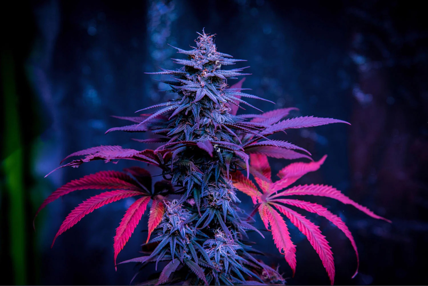 Donkey Butter Strain – Bud Cargo Offers Deep, Smooth Indica Classics