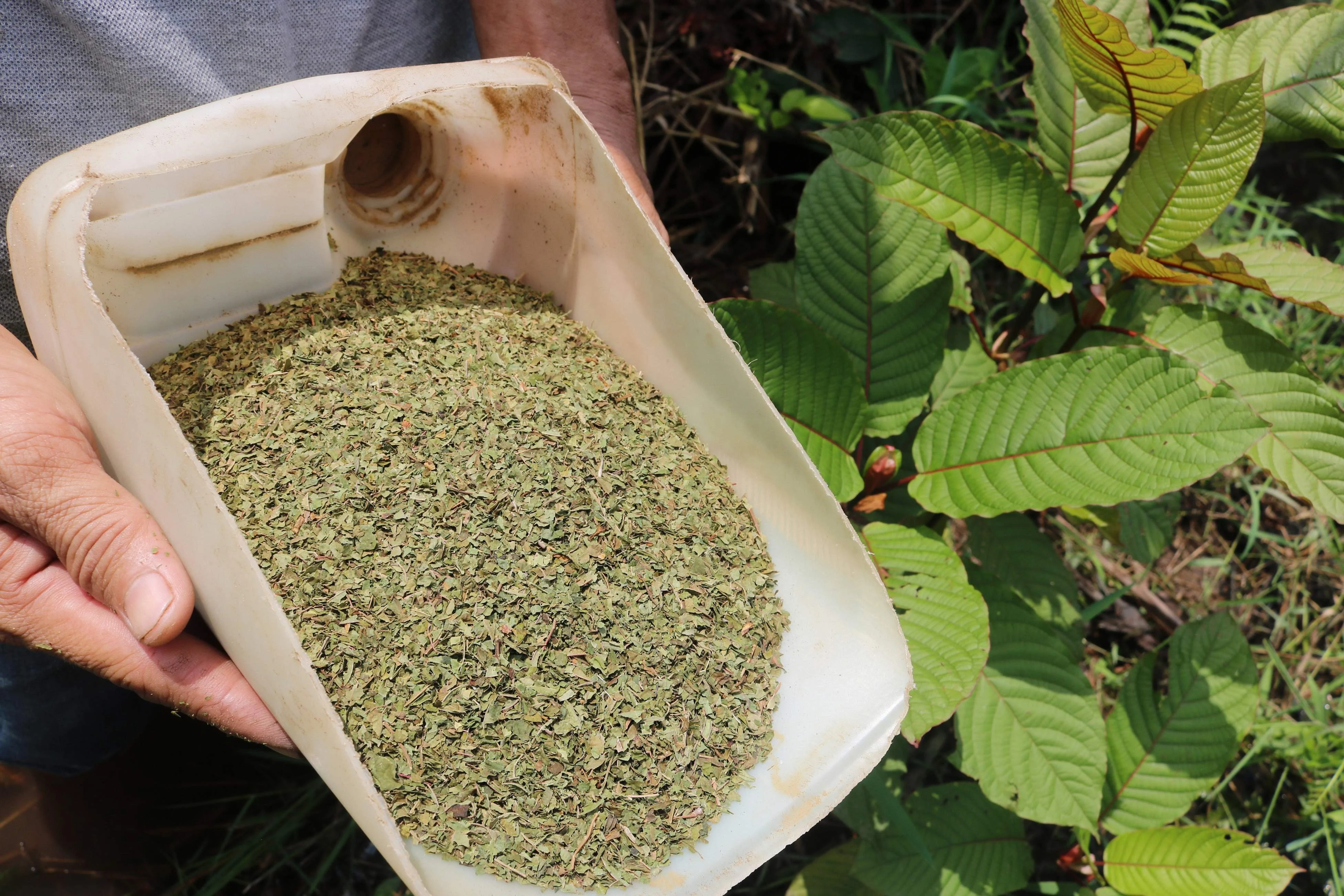 Buy Kratom Chiang Mai: Tips for First-Time Buyers