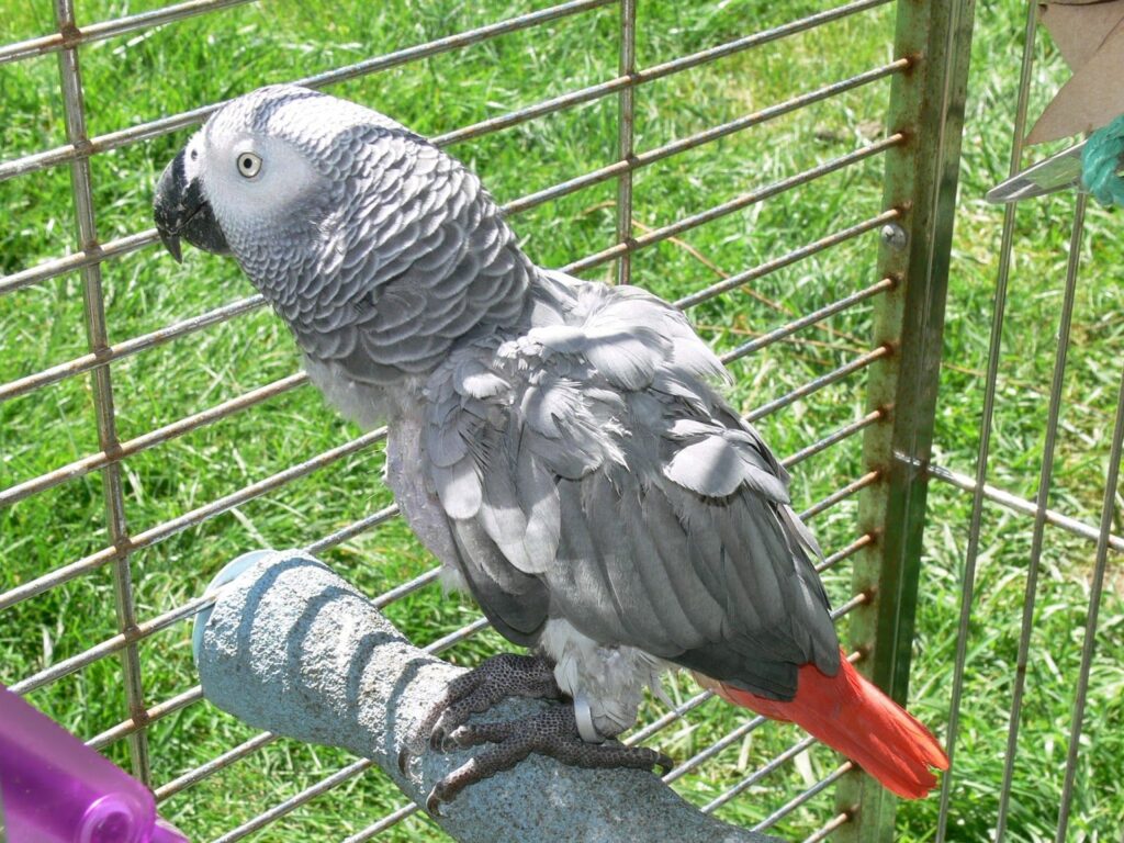 African Grey Parrots for Sale – Affordable Prices at Amazing Birds Farm