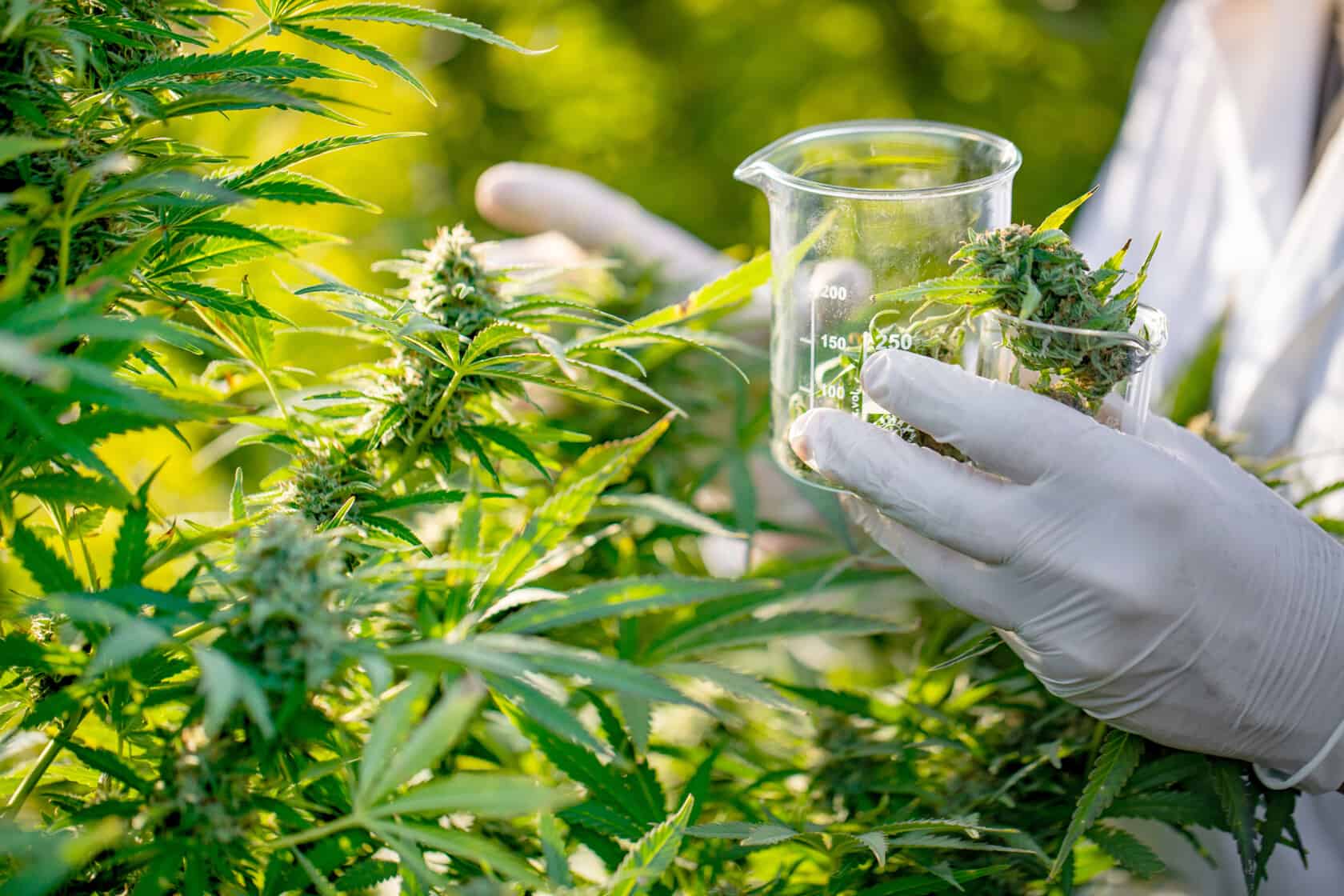 Cannabis club hamburg für hochwertiges Bio-Cannabis
