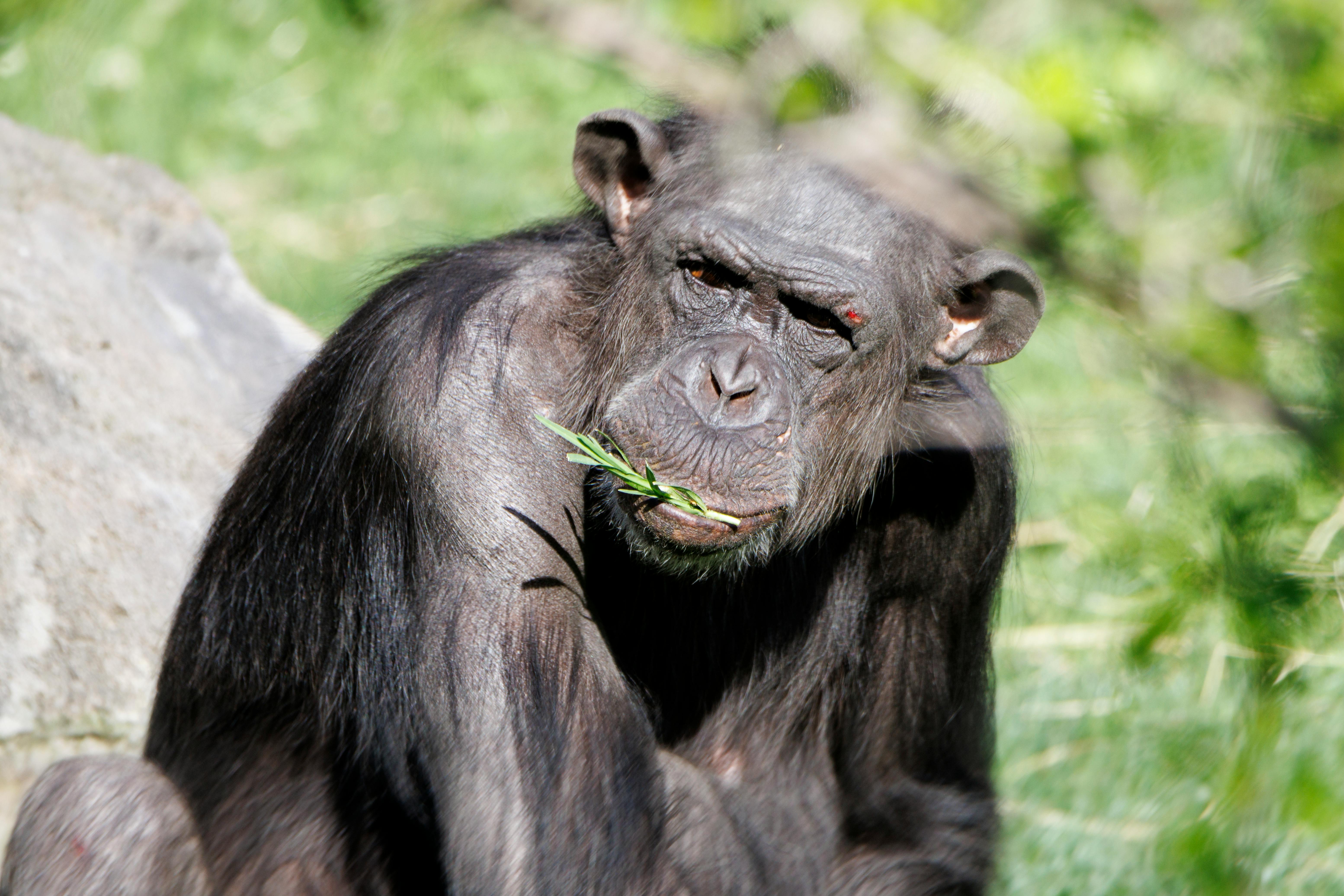 Chimpanzee Trekking Tours: Where Adventure Meets Conservation