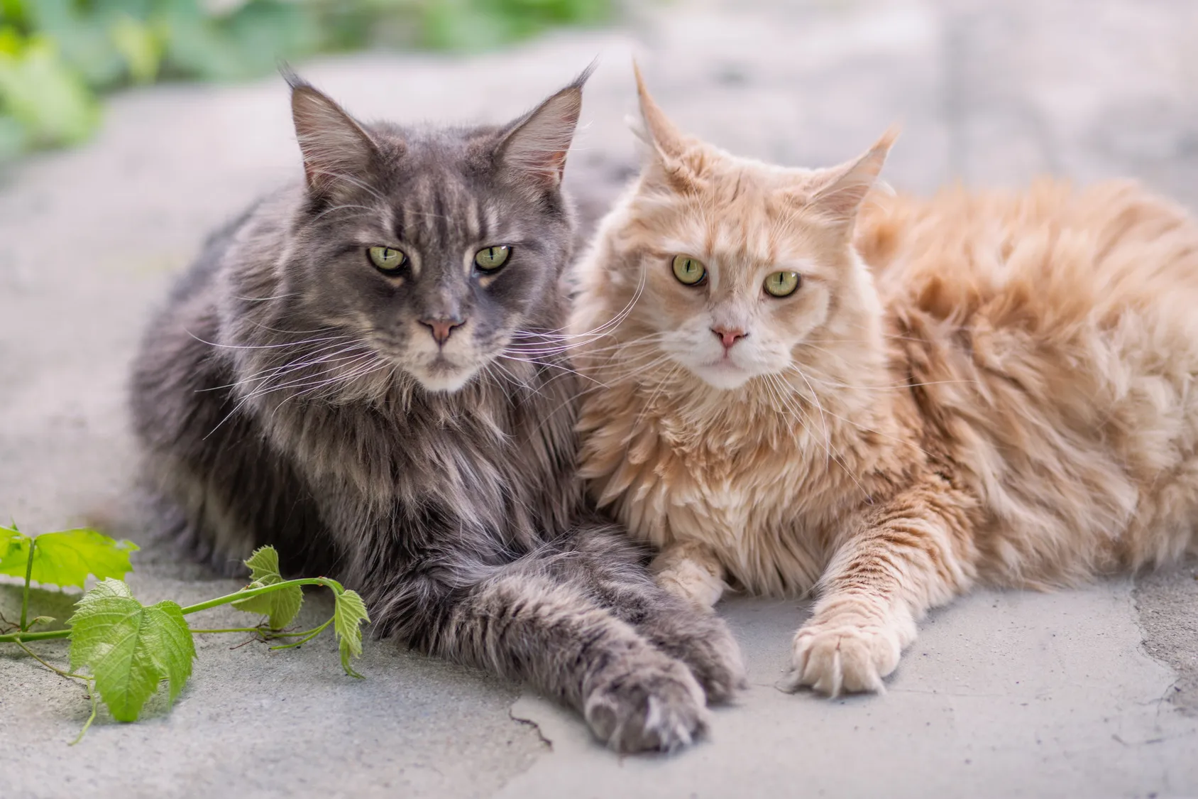 Sacramento’s Best Maine Coon Cats – Raised with Love at Amore Cattery