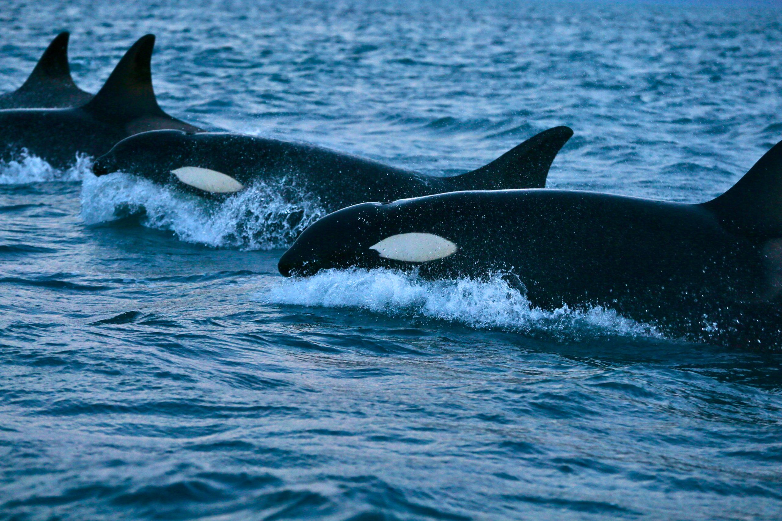 Turning Oceans Into Citizens: A-LAW with marianthi baklava Leading Reform