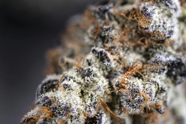 Buy Top-Tier Cannabis Online at Bud Cargo – Order the donkey butter strain Today