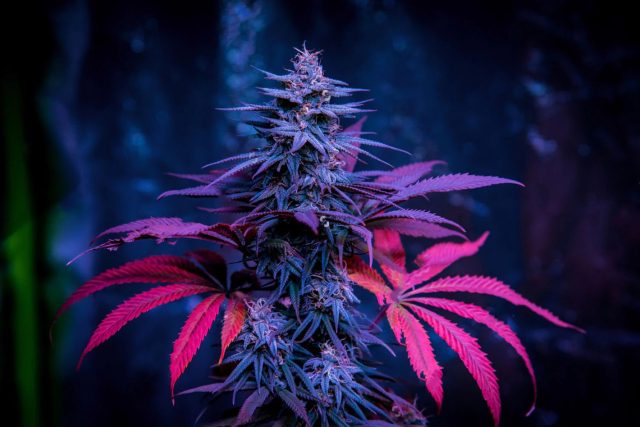 Donkey Butter Strain – Bud Cargo Offers Deep, Smooth Indica Classics