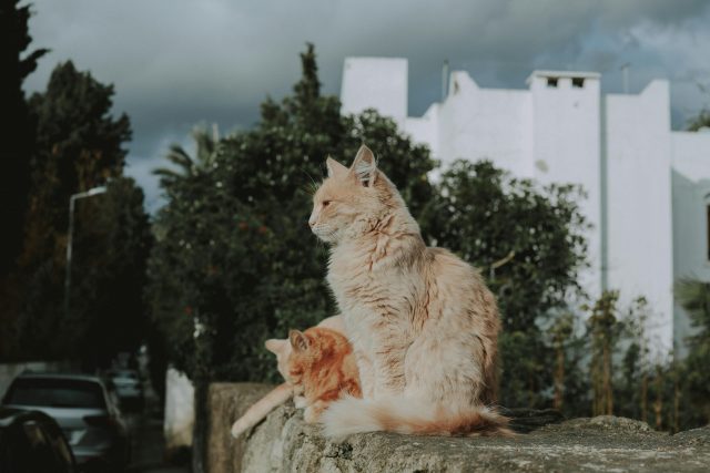 Coon Cats for Sale with Health Guarantees and Lifetime Support