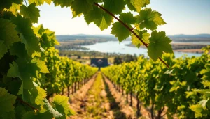Experience the scenic beauty of Carksburg CA's vineyards along the Sacramento River.